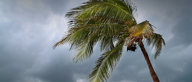 wind blowing coconut tree