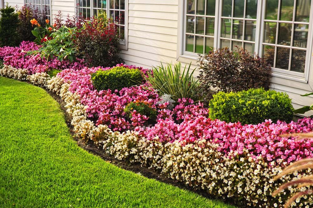 landscaping in front of a suburban home