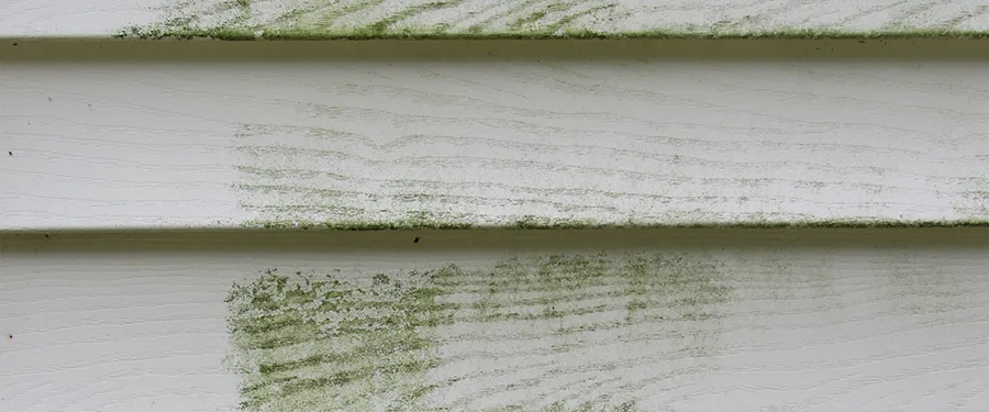 Mold and mildew on siding